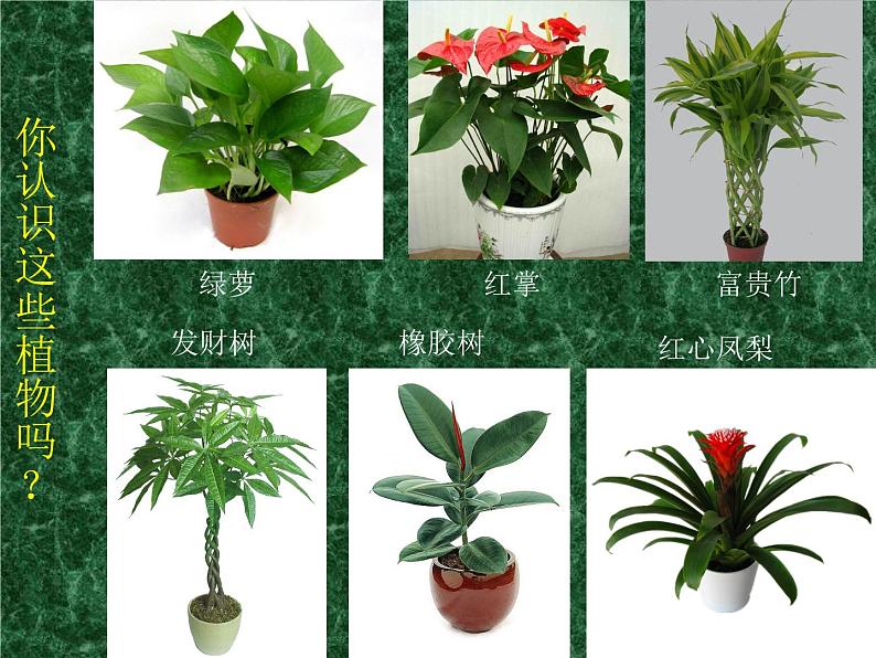 四年级下册美术课件－7《生长的植物》  ｜浙美版第4页