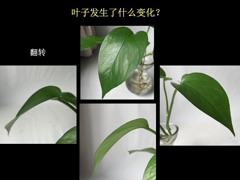 四年级下册美术课件－7《生长的植物》  ｜浙美版第5页