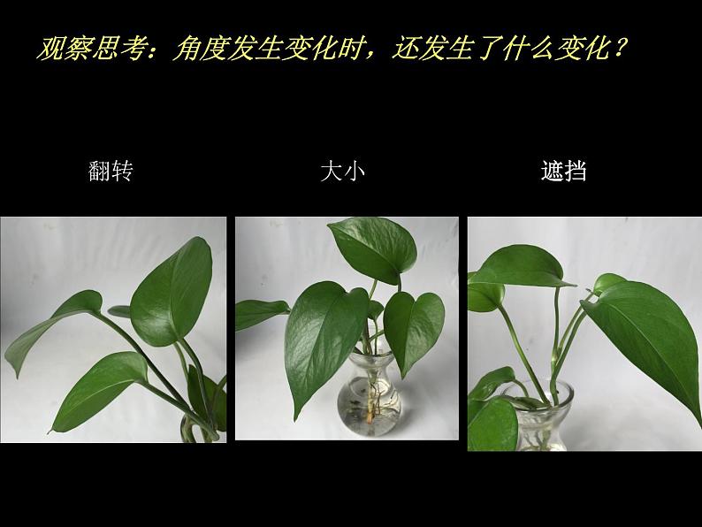 四年级下册美术课件－7《生长的植物》  ｜浙美版第7页
