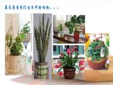 五年级下册美术课件－11植物写生  ｜浙美版