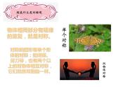 四年級美術下冊課件-第9課 對稱的美（9）-人教版