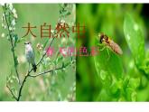 赣美版二下4.春夏的色彩 课件