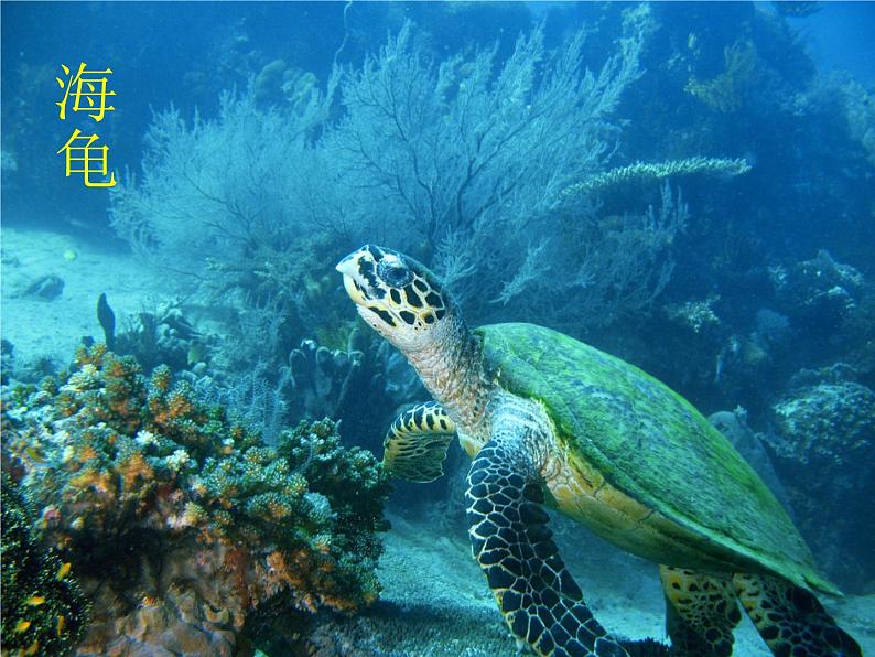 赣美版二下7.水族馆 课件第5页