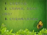 赣美版一下2.鲜艳的花朵 课件