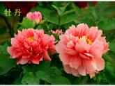 赣美版一下2.鲜艳的花朵 课件