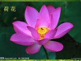 赣美版一下2.鲜艳的花朵 课件