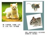 赣美版一下7.猫和老鼠 课件