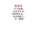 赣美版三下 5.荷花美 课件