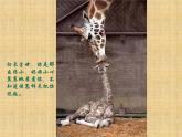 一年級下冊美術課件－8.小動物和媽媽｜嶺南版