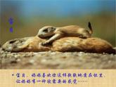 一年級下冊美術課件－8.小動物和媽媽｜嶺南版