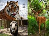 一年級下冊美術(shù)課件－19.我們的動物樂園｜嶺南版