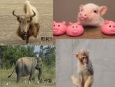 一年級下冊美術(shù)課件－19.我們的動物樂園｜嶺南版