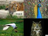 一年級下冊美術(shù)課件－19.我們的動物樂園｜嶺南版
