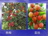 二年级下册美术课件－6.水果大聚会｜岭南版