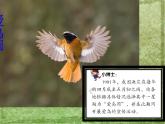 六年级下册美术课件－8.展翅的小鸟｜岭南版