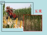 人美北京版三下  16.秸秆造型 课件