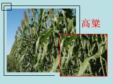 人美北京版三下  16.秸秆造型 课件