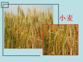 人美北京版三下  16.秸秆造型 课件
