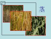 人美北京版三下  16.秸秆造型 课件