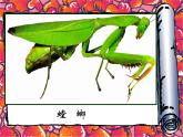 二年级下册美术课件－14.虫虫虫（一）｜苏少版