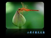 二年級(jí)下冊(cè)美術(shù)課件－6.花兒朵朵（一）｜蘇少版