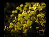 二年級(jí)下冊(cè)美術(shù)課件－6.花兒朵朵（一）｜蘇少版