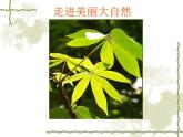 二年級(jí)下冊美術(shù)課件－13.會(huì)變的花、樹、葉｜蘇少版