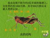 二年級(jí)下冊(cè)美術(shù)課件－15.蟲(chóng)蟲(chóng)蟲(chóng)（二）｜蘇少版