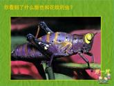二年級(jí)下冊(cè)美術(shù)課件－15.蟲(chóng)蟲(chóng)蟲(chóng)（二）｜蘇少版