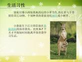一年級下冊美術(shù)課件－8.袋鼠媽媽的口袋｜湘美版