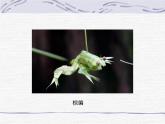 二年级下册美术课件－10.民间玩具｜湘美版
