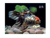 美術(shù)一年級下嶺南版－第7課《大魚和小魚》  課件