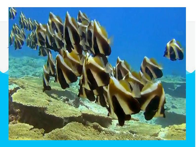 美术一年级下岭南版－第2课《海底世界多奇妙》  课件第3页