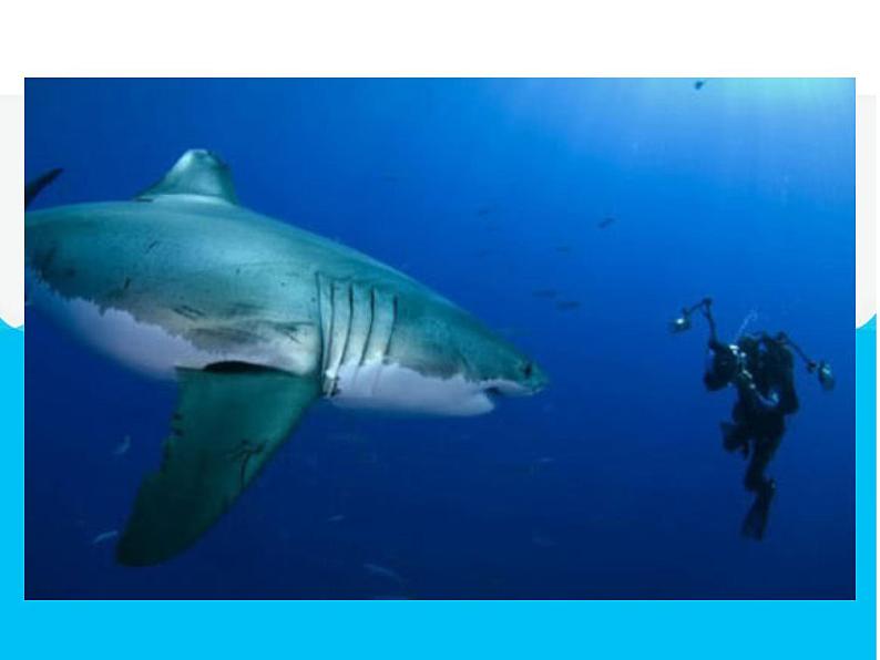 美术一年级下岭南版－第2课《海底世界多奇妙》  课件第4页