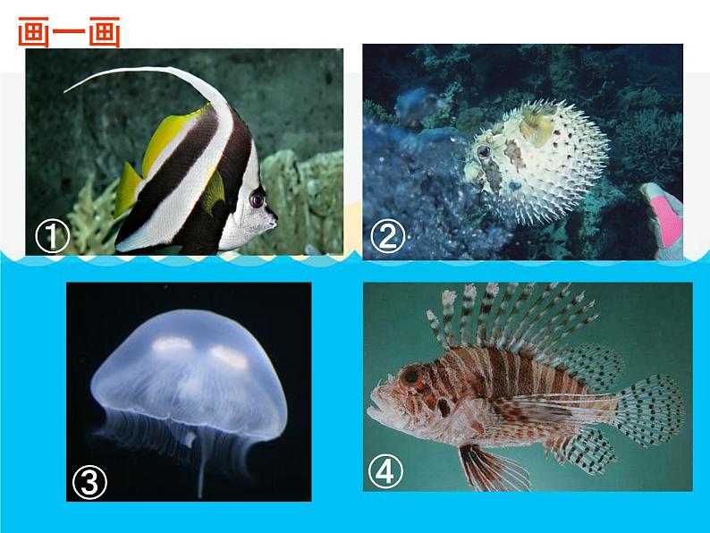 美术一年级下岭南版－第2课《海底世界多奇妙》  课件第6页