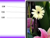 美術(shù)二年級下嶺南版－第5課《美麗的花園》 課件