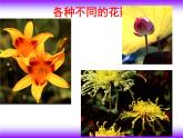 美術(shù)二年級下嶺南版－第5課《美麗的花園》 課件