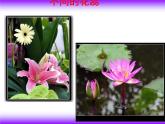 美術(shù)二年級下嶺南版－第5課《美麗的花園》 課件