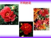 美術(shù)二年級下嶺南版－第5課《美麗的花園》 課件