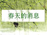 第13課《春天的消息》 課件