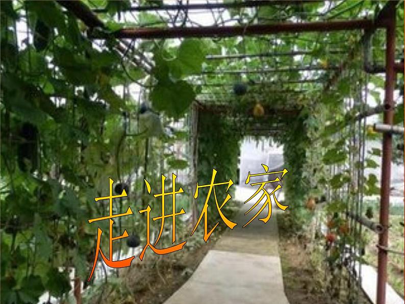 美术三年级下湘美版－第13课《农家乐》 课件第2页