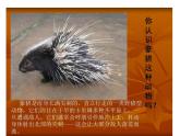 五年级下册美术课件－8.不同物象的表面特征 ｜岭南版