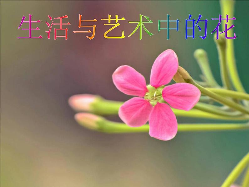 16生活与艺术中的花 课件01