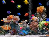 赣美版二下7.水族馆 课件