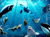 赣美版二下7.水族馆 课件