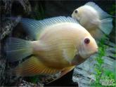 赣美版二下7.水族馆 课件