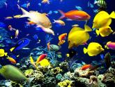 赣美版二下7.水族馆 课件