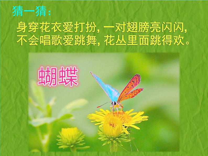 赣美版二下5.虫虫世界 课件02