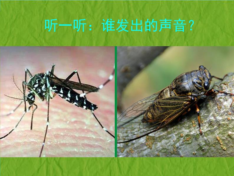 赣美版二下5.虫虫世界 课件03