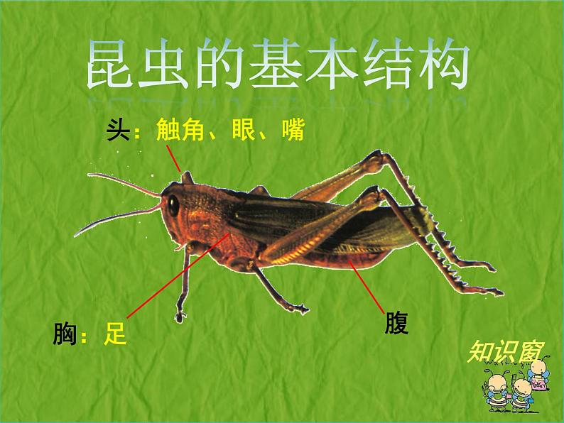 赣美版二下5.虫虫世界 课件05